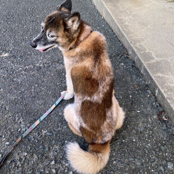 背中を向けるアキちゃん