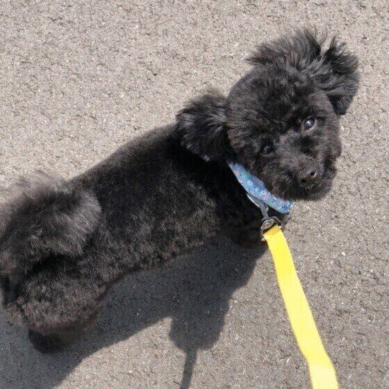 楽しそうに散歩するトイ・プードル