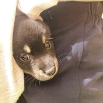 犬からの「大好き」のサイン5選　あるあるから、レアなアクションまで解説！