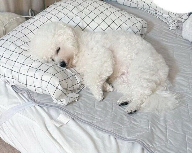 枕を使って人のように眠るつくねちゃん。