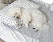 昼寝中のパパの隣でスヤァ　枕を器用に使って“リラックス全開”で眠る犬が可愛すぎる！