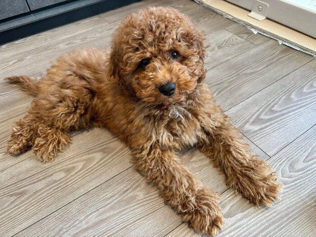 お迎えして間もないころに撮影したてりやきくん