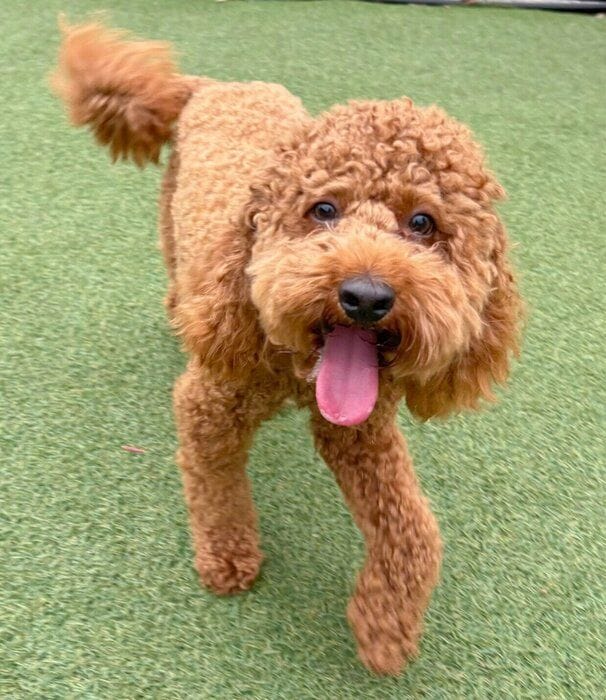 ドッグランでニコニコ顔なてりやきくん