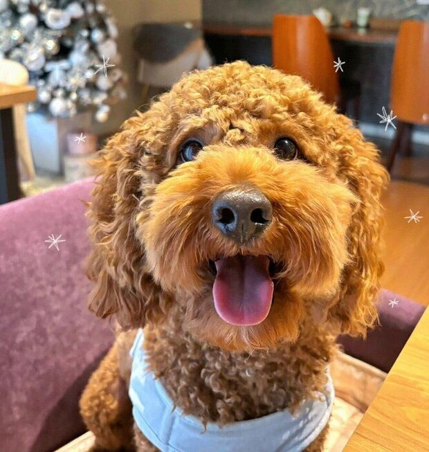 笑顔が可愛いてりやきくん