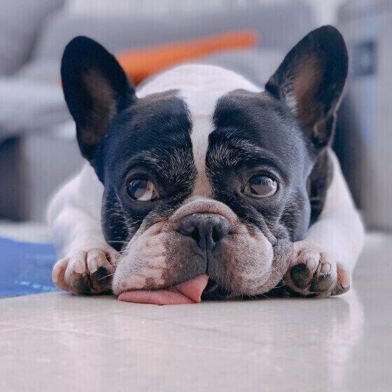 ネギは犬に危険な冬の食材 犬がネギを食べた場合の症状と対応 いぬのきもち