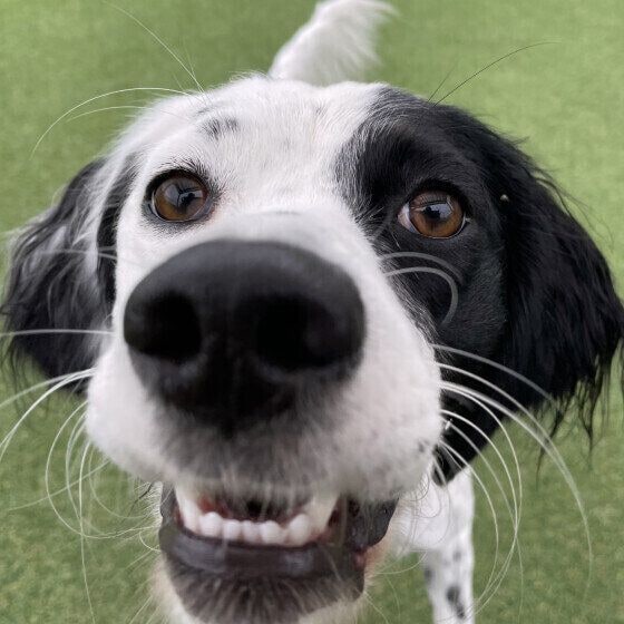 ネギは犬に危険な冬の食材 犬がネギを食べた場合の症状と対応 いぬのきもち
