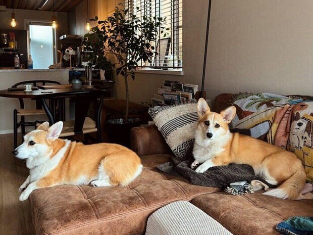 ソファでまったりするルルちゃん、キキちゃん