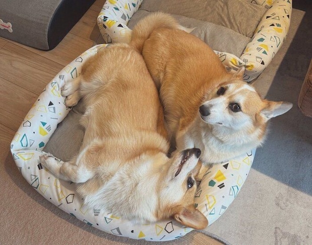 同じベッドに入るルルちゃん、キキちゃん