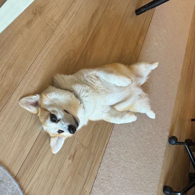 ヘソ天するルルちゃん