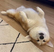 床の上で大胆にヘソ天寝をするコーギー！無防備な姿から読み取れる心理とは？獣医師の解説