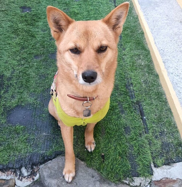 成長したここあちゃん