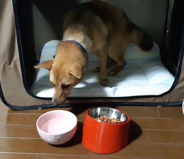 お迎えしたばかりのころのここあちゃん。