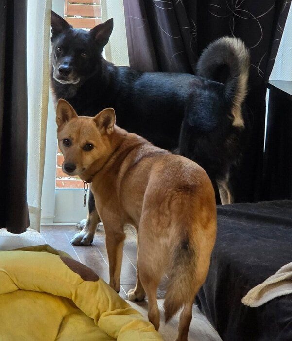 「散歩に行きたい」とアピールするここあちゃん、ネロくん