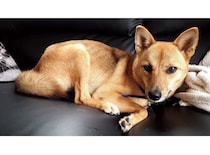 人馴れしていない推定1才の元野犬と家族に　5年が経過し、「甘えん坊で大の人好き」に成長！