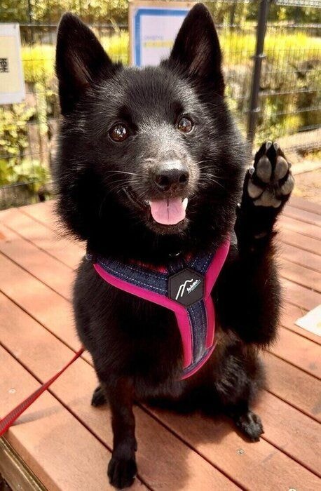 「ハーイ」かわいらしいポーズを見せてくれたごまめくん