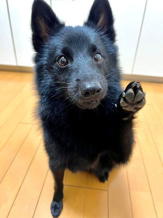 別の日の様子　この日も「ハーイ」のポーズを見せてくれたごまめくん　ウルウルの瞳もかわいすぎる