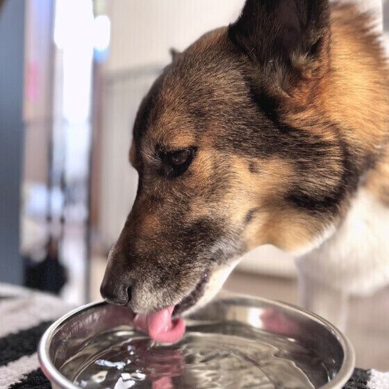 水分補給をするMix中型犬