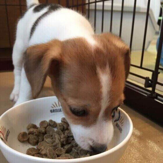 ふやかしゴハンを食べる犬