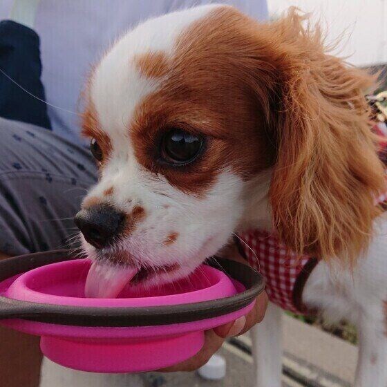水を飲むキャバリア・キング・チャールズ・スパニエル