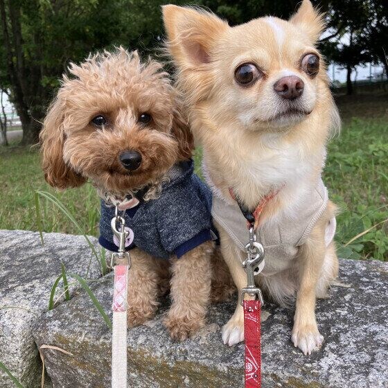 仲良く並んでいるワンちゃん