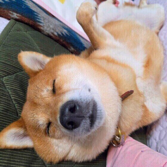 犬を疲れさせてしまう飼い主のNG行動と犬の『疲れたサイン』 いぬのきもち