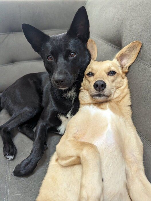 犬(写真:右)と犬(写真:左)