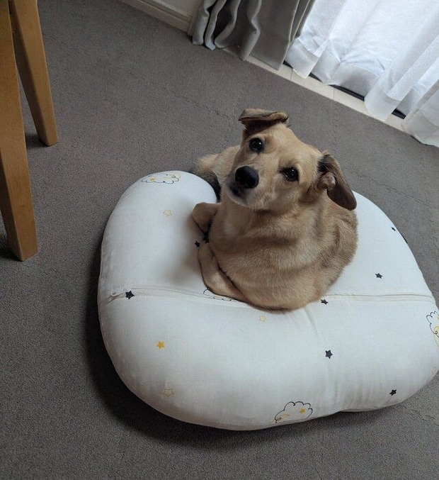 クッションに座る犬
