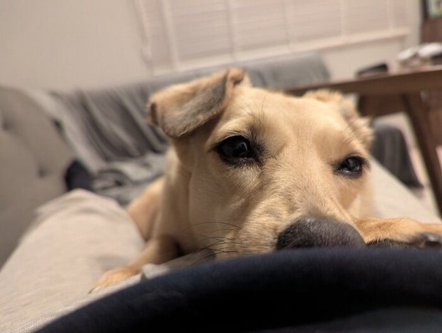 飼い主さんの上でくつろぐ様子の犬