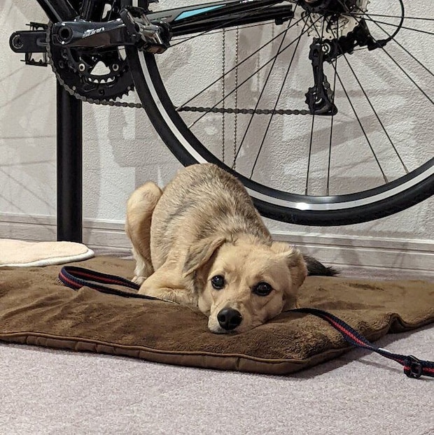 お迎えした当日の犬(推定1才)