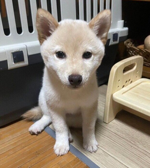 お迎えして間もないころのふぐちゃん