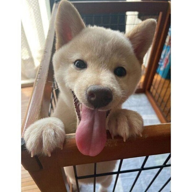 お迎え翌日のふぐちゃん。