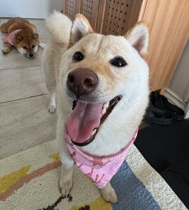 生後9カ月のころに撮影したふぐちゃん