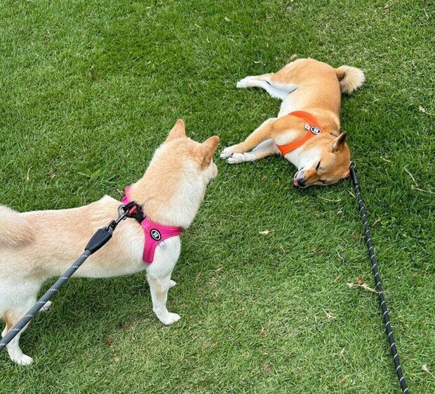 ふぐちゃんと先住犬・うにちゃんの散歩風景。
