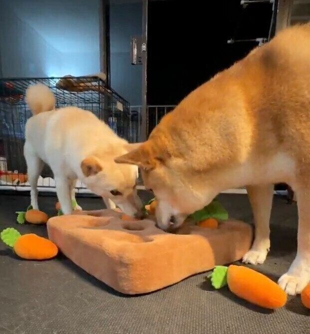 一緒にノーズワーク中のふぐちゃん、うにちゃん。