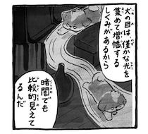 犬は暗闇でも見えるはず？横着した飼い主が見た「トイレシート外し」|連載「シーズー犬のてんぽ」第288回