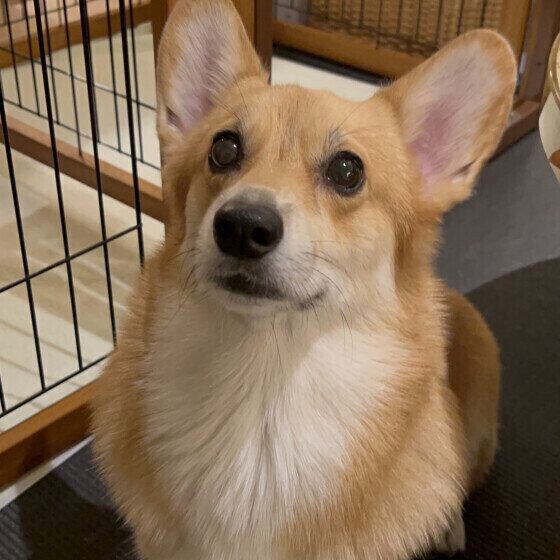 ウェルシュ・コーギー・ペンブロークのルアナちゃん