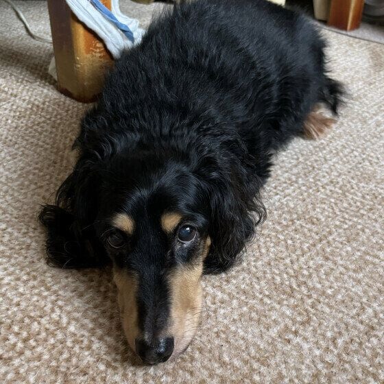 ダックスフンドのソラくん 