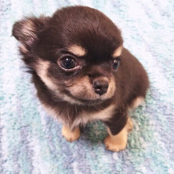 チワワの快くん