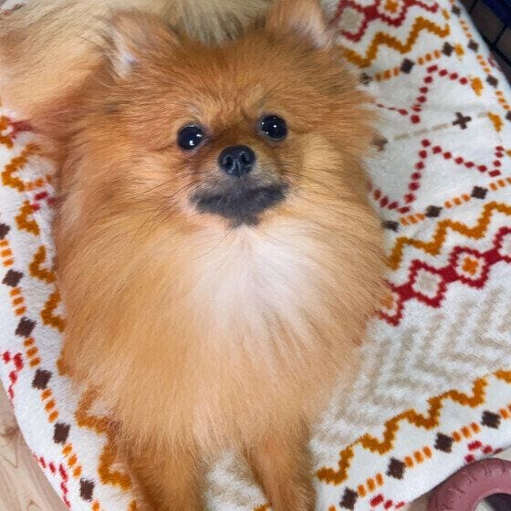 ポメラニアンのレオくん