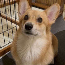 犬の「骨の一生」とは　骨密度の変化は犬の体の大きさによって異なる？