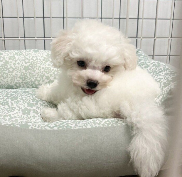 お迎えしたばかりのころに撮影したぴぷすくん