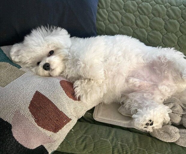 寝転がるぴぷすくん