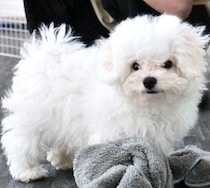 かわいい“ボサボサ期”のビション・フリーゼの子犬　5カ月後には“アフロ風”に成長！