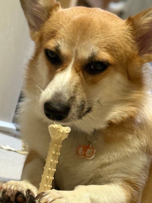 “しょーもない顔”をするコーギー