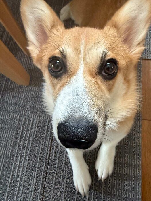 生後5カ月のコーギー