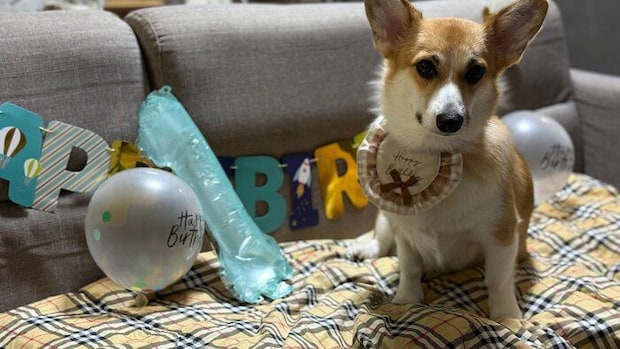 誕生日をお祝いされているコーギー