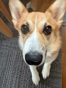 好奇心旺盛で甘えん坊な生後5か月のコーギー子犬→1才になり社交的でフレンドリーなコに、今では家族の“原動力”