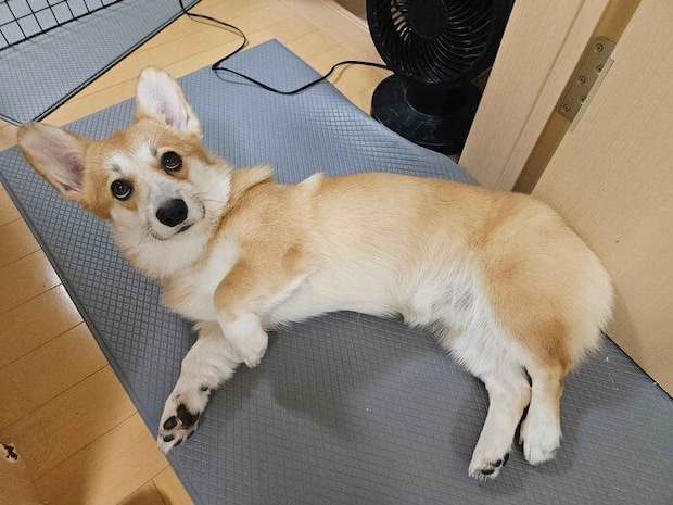 寝転がるタビーくん