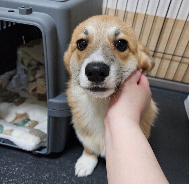 お迎え初日に撮影したタビーくん