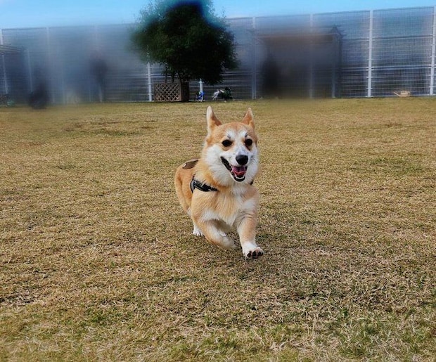 ドッグランで無邪気に走るタビーくん